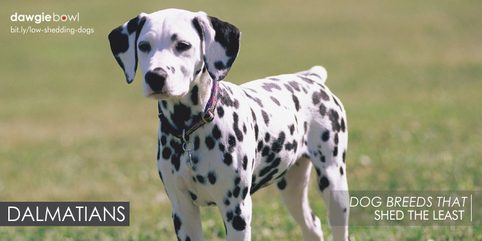 Dalmatians - Least Shedding Dog Breeds