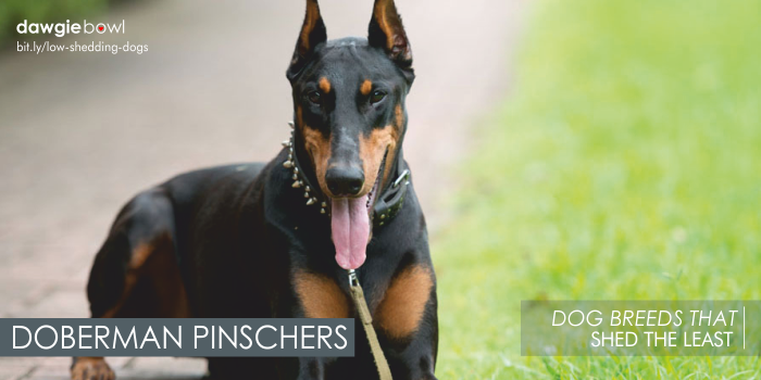 Doberman Pinschers - Least Shedding Dog Breeds