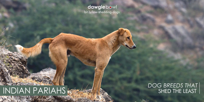 Indian Pariahs - Least Shedding Dog Breeds
