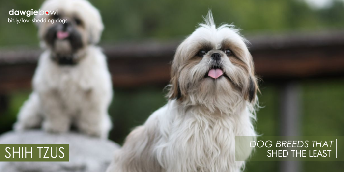 Shih Tzus - Least Shedding Dog Breeds
