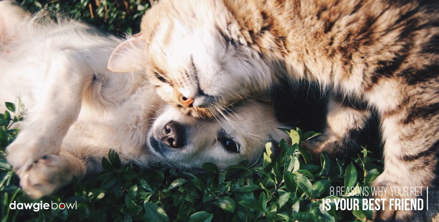 Reasons why your pet is your best friend