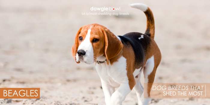 Beagles - Most Shedding Dog Breeds
