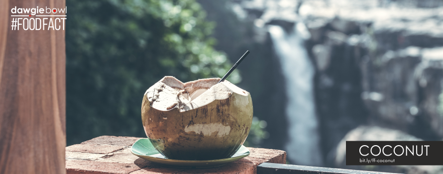 Can my dog drink coconut water - Can my dog eat coconut - Is coconut safe for dogs?