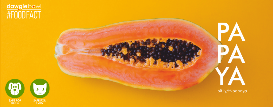 Can my pet eat Papaya? Papaya is a safe fruit for your dog or cat.