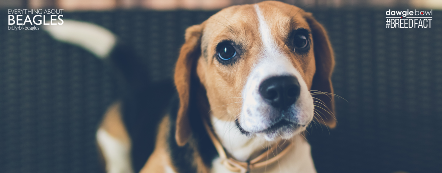 Cute Beagle dog - Beagles Breed Fact - Everything about Beagle dog breed
