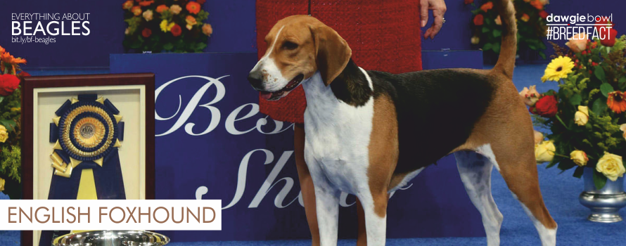 English Foxhound - Beagle Ancestor - Beagles Breed Fact - Everything about Beagle dog breed