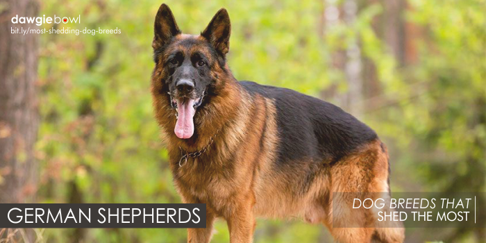 German Shepherds - Most Shedding Dog Breeds