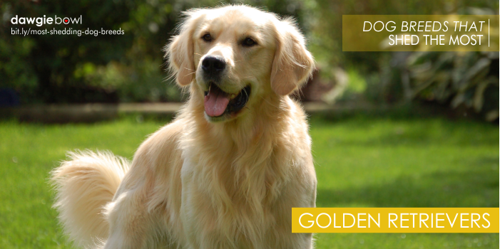 Golden Retrievers - Most Shedding Dog Breeds