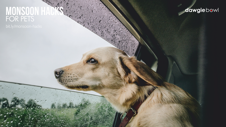 Monsoon Pet Care Tips for Dogs and Cats