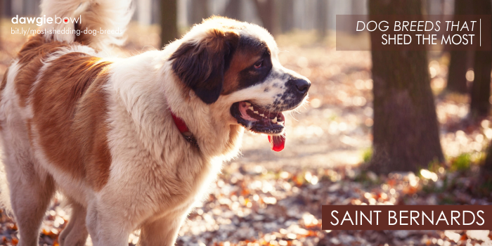 Saint Bernards - Most Shedding Dog Breeds