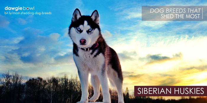 Siberian Huskies - Most Shedding Dog Breeds