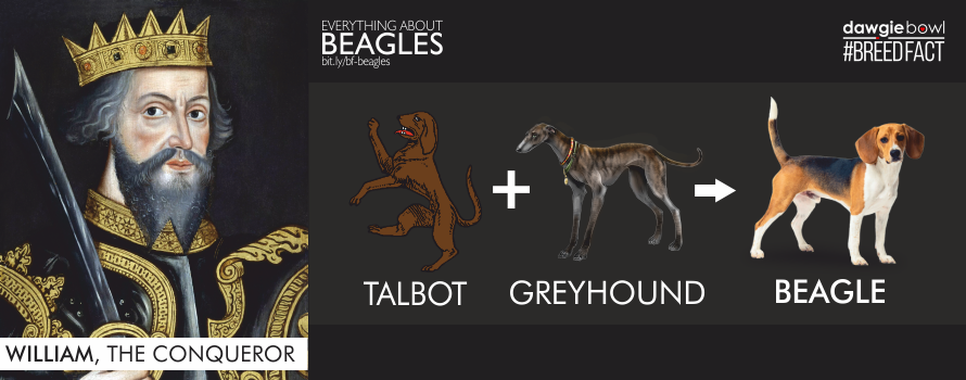 Talbots, Greyhound, Foxhound - Beagle Ancestory - William the Conqueror - Beagles Breed Fact - Everything about Beagle dog breed