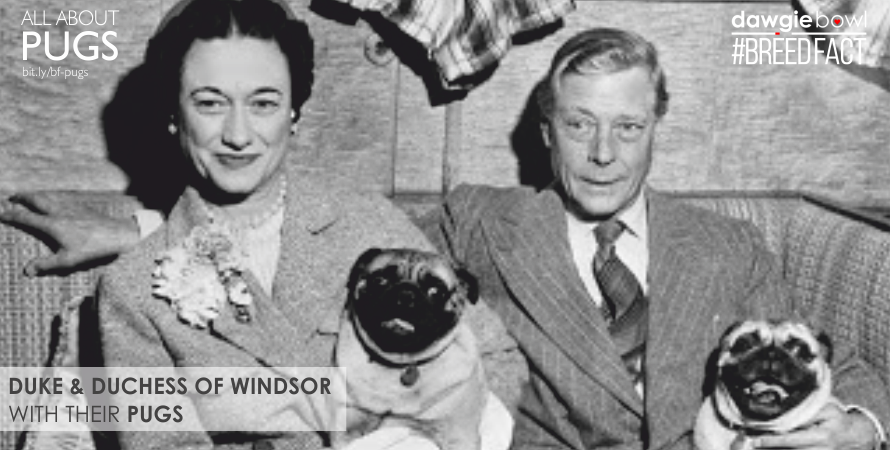 Duke and Dutchess of Winsor with their pet pug dogs - Pugs Dog Breed Fact - All about Pug dog breed