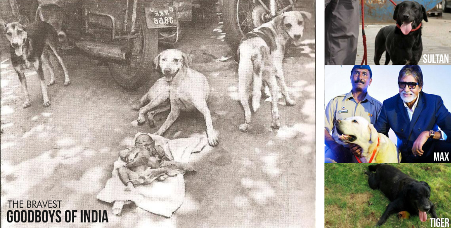 1996 Abandoned Child Dogs- Max Sultan Tiger 26-11 Dogs Mumbai Terror Attacks- Bravest Dogs of India