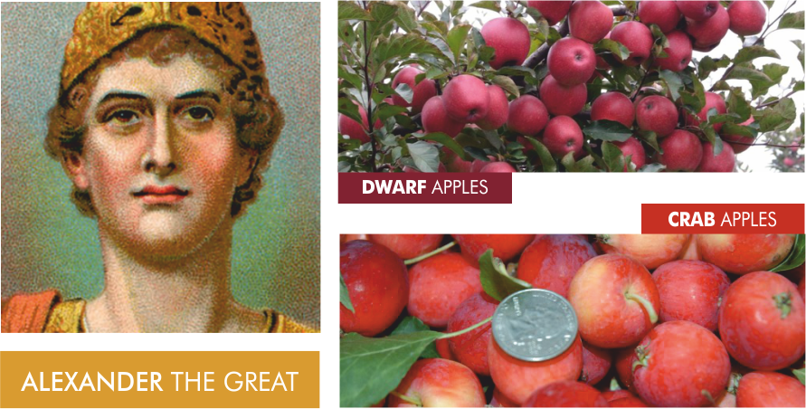 2 Alexander the great with dwarf apples and crab apples- Can I feed my pet dog cat apples - Are apples safe for pet dogs cats? - DawgieBowl food fact