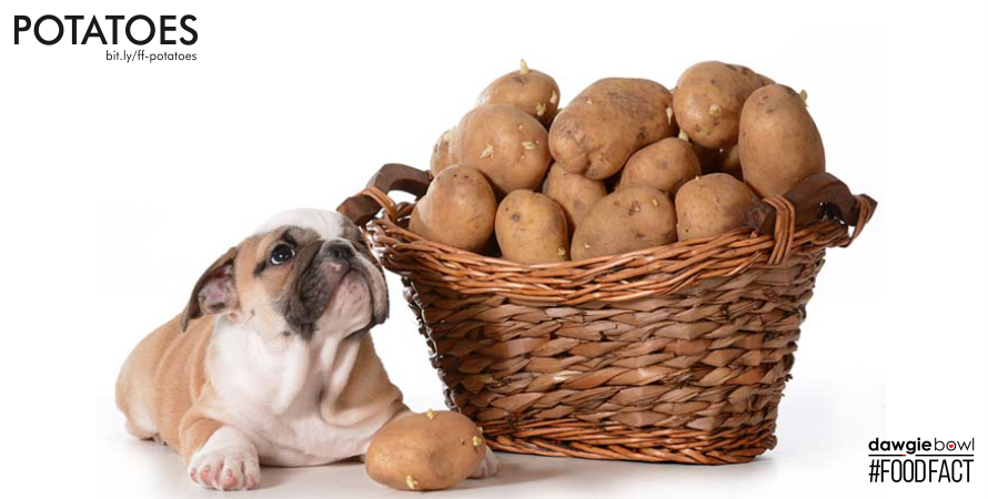 Are Potatoes safe for my pet dog or cat - DawgieBowl Food Fact Potatoes