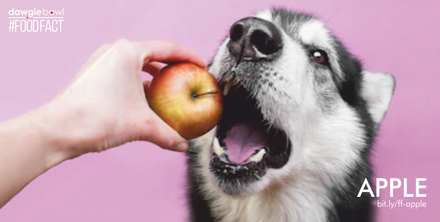 Can I feed my pet dog cat apples - Are apples safe for pet dogs cats? - DawgieBowl food fact