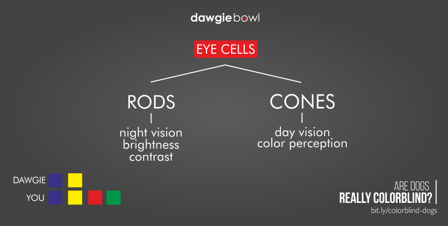 How rod and cone cells work in dogs' eyes - Are dogs colorblind? What colors do dogs see? A dog's vision!