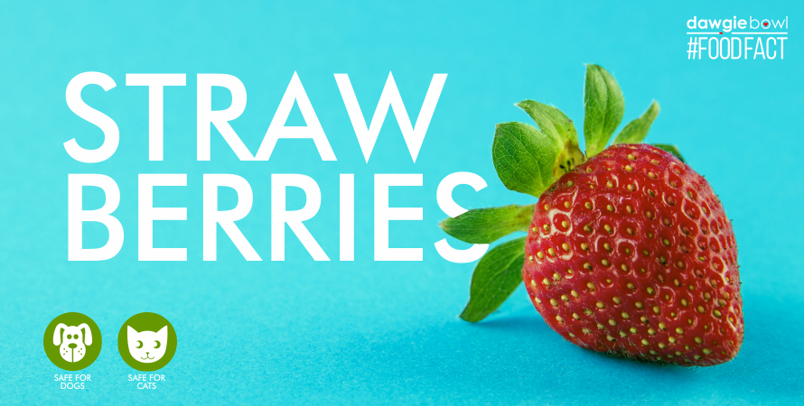 Are strawberries safe for my pet dog or cat - DawgieBowl Food Fact Strawberries Fruit