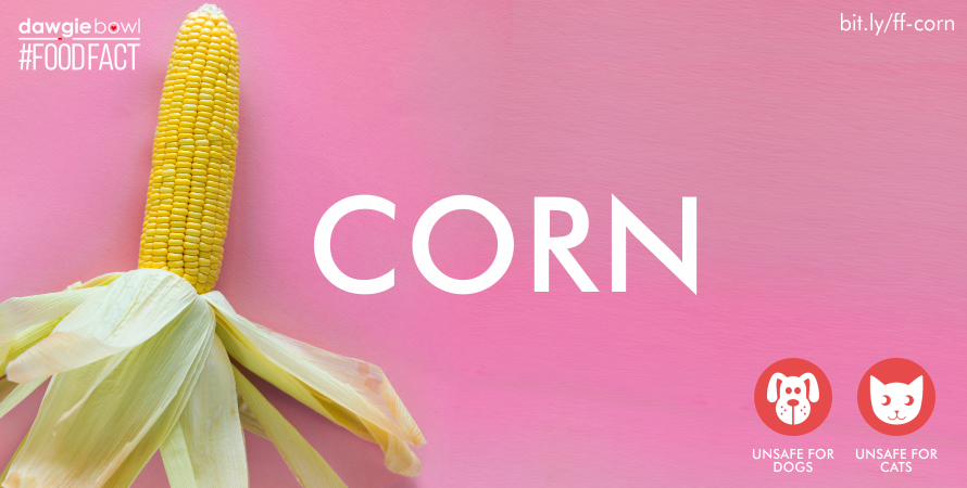 Corn- Can I give my pet dog cat corn FoodFact