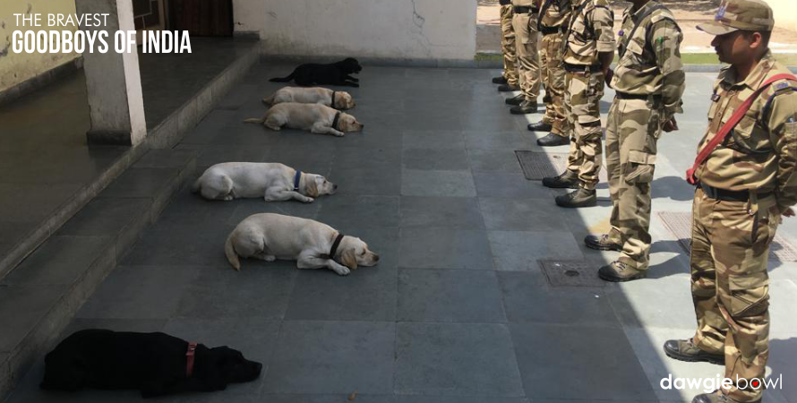 Delhi Metro All Female Dog Squad- Bravest Dogs of India