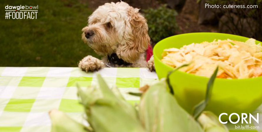 Dog and Corn- Can I give my pet dog cat corn FoodFact