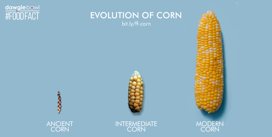 Evolution of Corn- Can I give my pet dog cat corn FoodFact