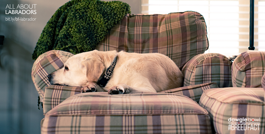 Labrador sleeping on sofa- Everything you need to know about Labradors dog Breed Fact