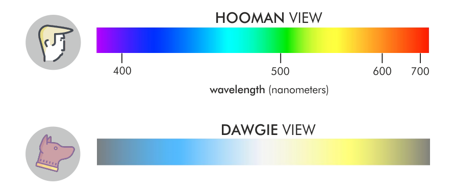 Dogs vs Humans, Vision compared. Are dogs really colorblind? What colors do dogs see? A dog's vision!