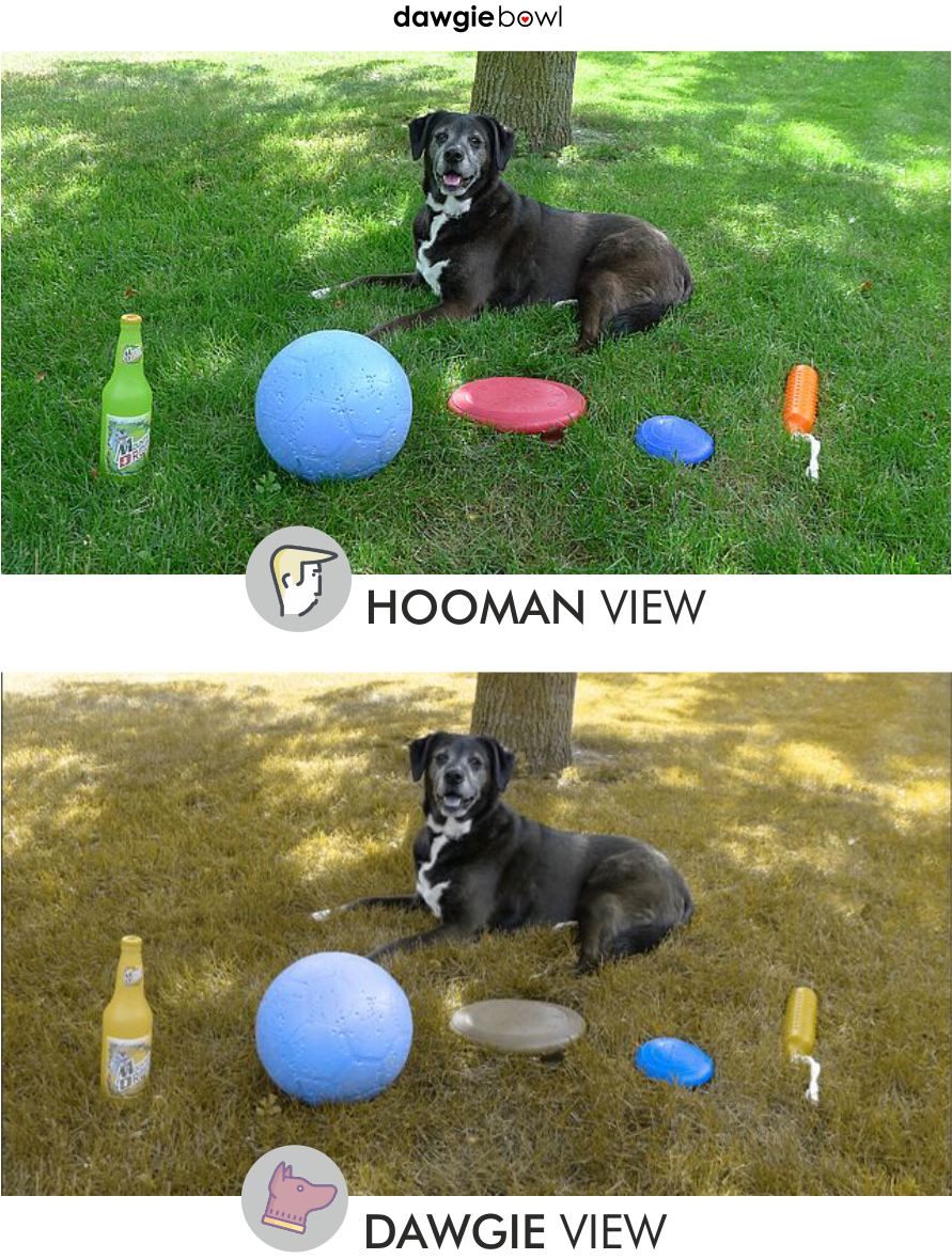 What you see vs your dog - Are dogs colorblind? What colors do dogs see? A dog's vision