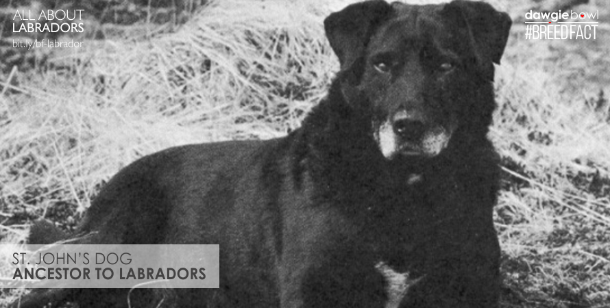 St. John's Dog Ancestor to Labrador- Everything you need to know about Labradors dog Breed Fact