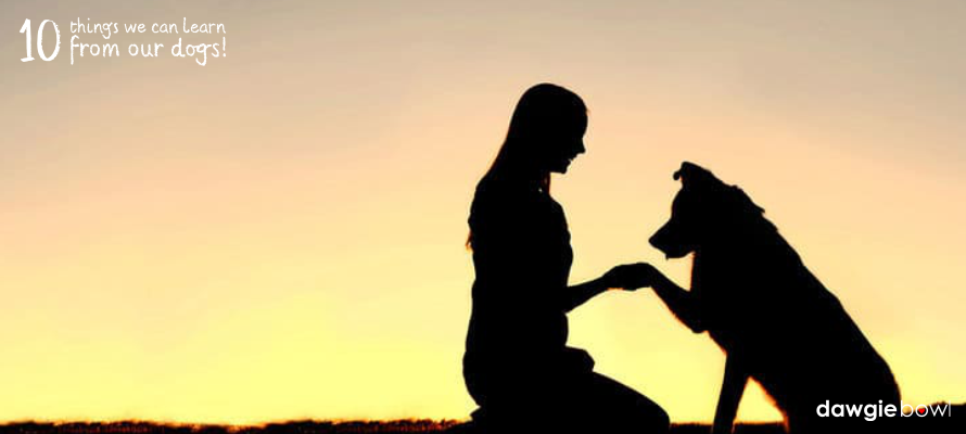 10 Things Our Dogs Teach Us - Why dogs are the best teachers