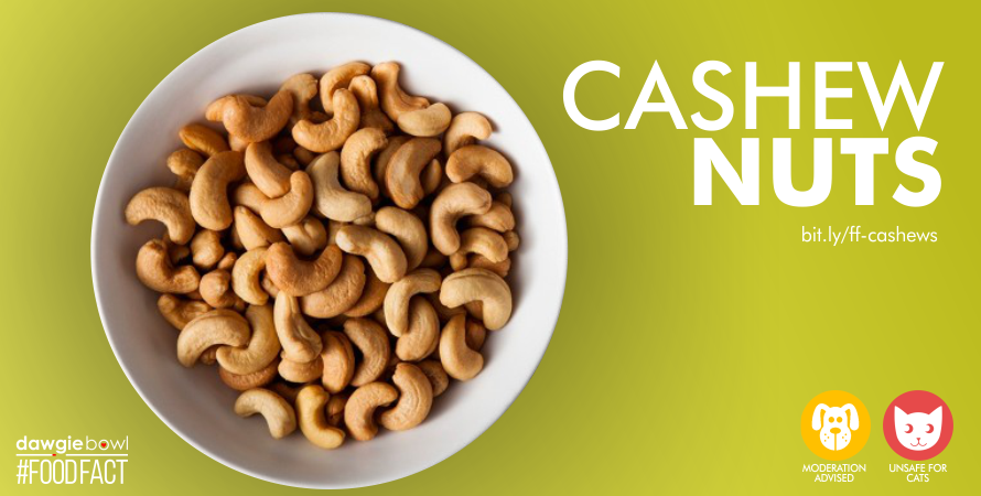 Can my pet dog cat eat cashew nuts - DawgieBowl FoodFact Cashews