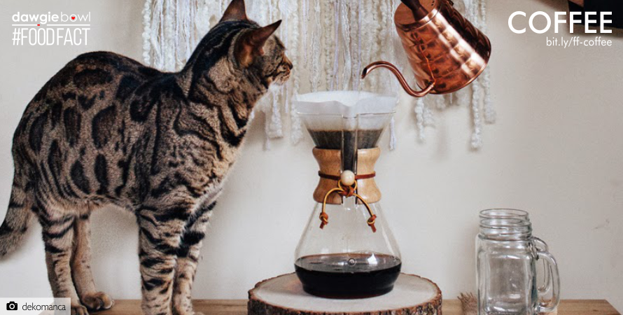 Cat and Coffee- Can your pet dog cat drink coffee- FoodFact Coffee DawgieBowl - Coffee caffeine can kill your dog