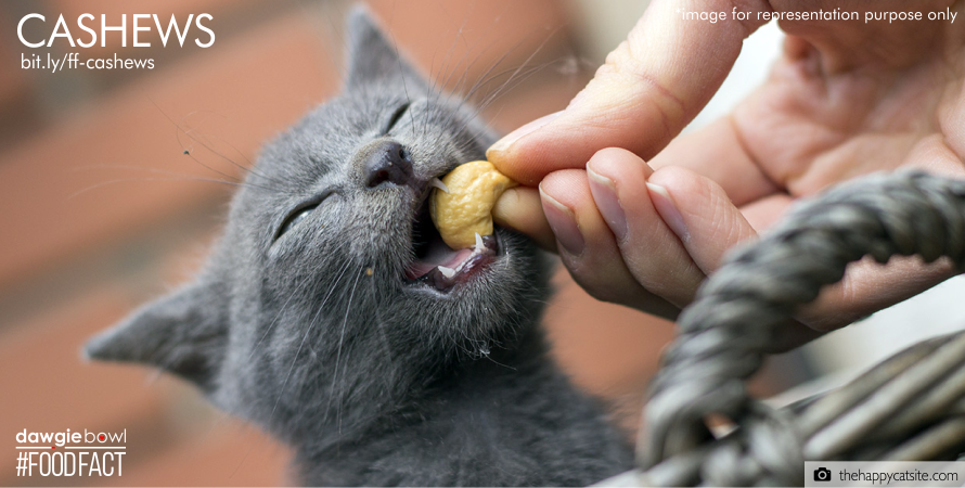 Cat eating cashews- Can my pet dog cat eat cashew nuts- DawgieBowl FoodFact Cashews