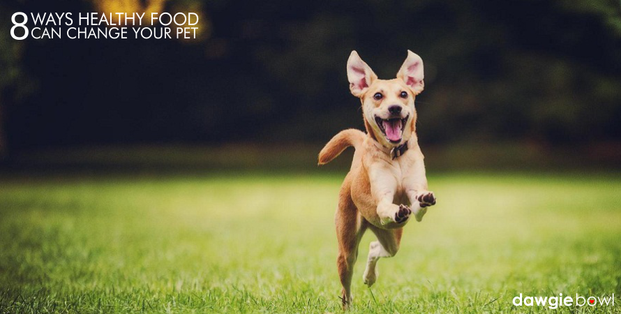 Dog Playing- Happy Dog- Energetic Dog- Healthy Pet Food, Healthy Dog Food Healthy Cat Food Best Puppy Food.png