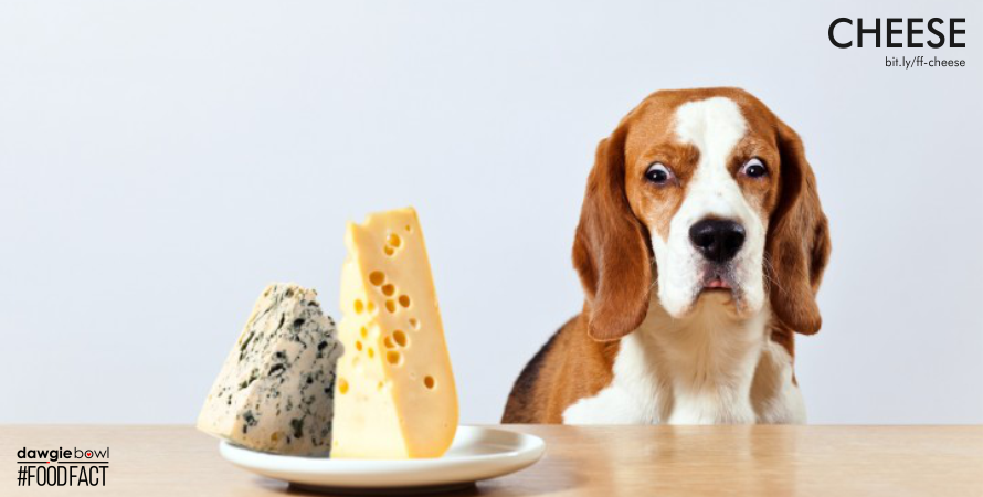 Dog and Cheese- DawgieBowl Food Fact - Cheese - Is Cheese safe to eat for pet dogs cats - lactose