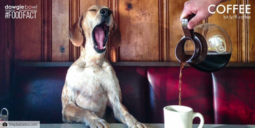 Dog and Coffee- Can your pet dog cat drink coffee- FoodFact Coffee DawgieBowl - Coffee caffeine can kill your dog