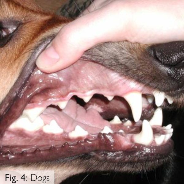 Dogs Teeth and Jaw- Vegetarian Food for Dogs- Veg Pet Food
