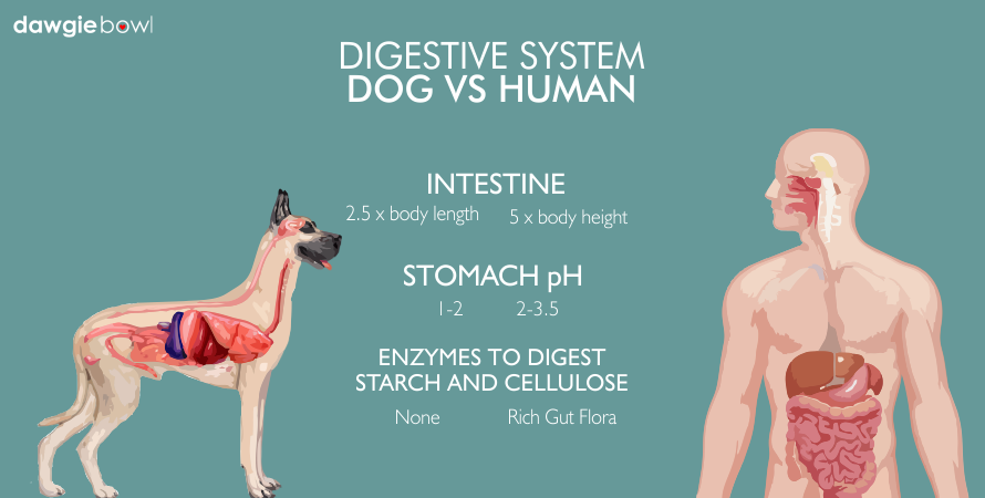 Dogs vs Human's Digestive System - Vegetarian food for dogs - veg pet food - vegetarian pet dog cat food