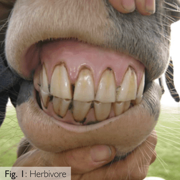 Herbivore Teeth and Jaw- Vegetarian Food for Dogs- Veg Pet Food