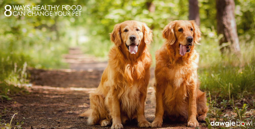 Two Golden Retreivers- Shiny Dog Coat- Healthy Pet Food, Healthy Dog Food Healthy Cat Food Best Puppy Food