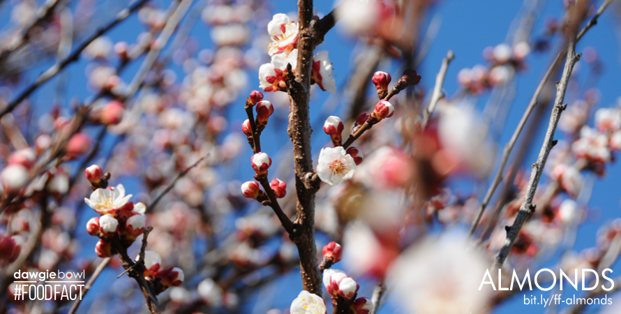 Almond Tree - Can I give my pet dog or cat Almonds - Are almonds safe for pet dogs or cats