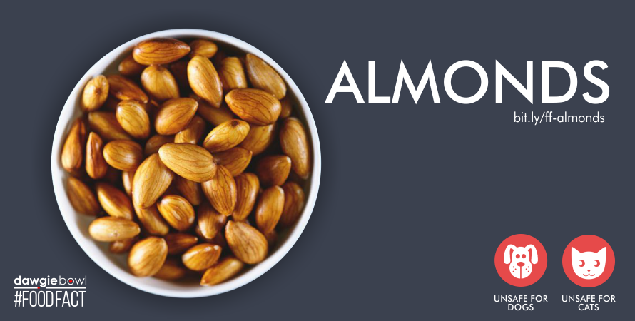 Can I give my pet dog or cat Almonds - Are almonds safe for pet dogs or cats