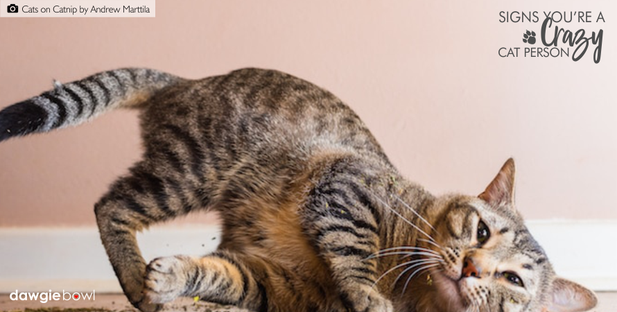 Cat Videos- DawgieBowl Signs You're A Crazy Cat Person