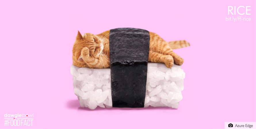 Cat lying on Sushi- Can I give my pet dog or cat Rice