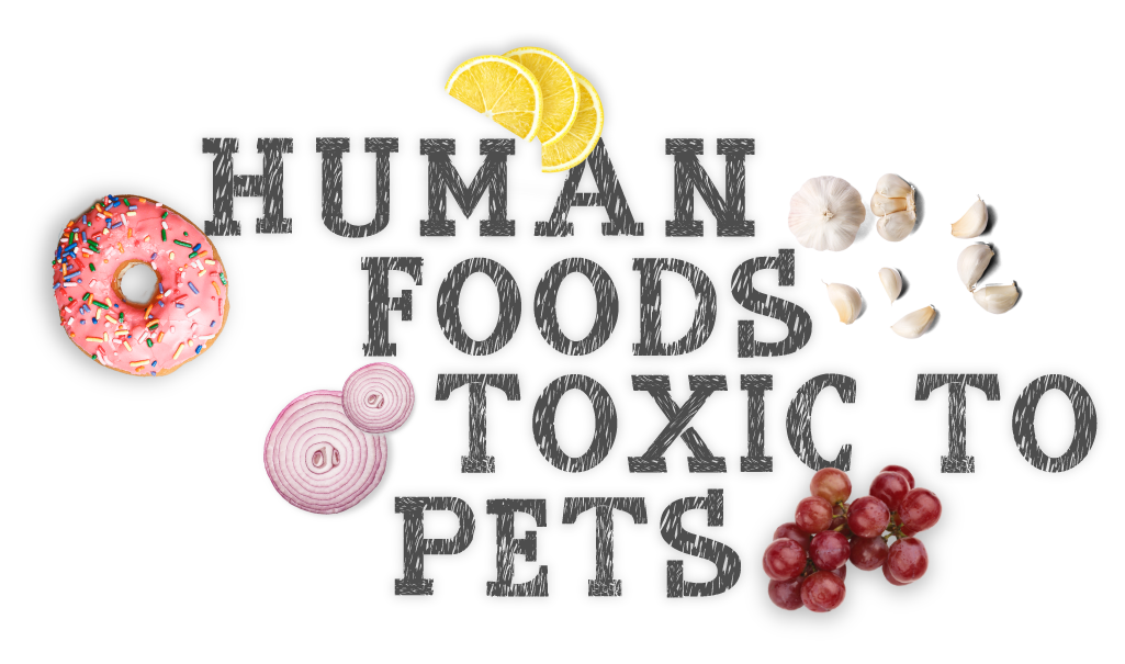 Foods toxic for pet puppy dogs cats kittens