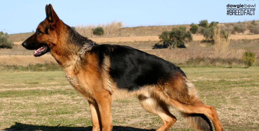 Hip Dysplasia in German Shepherds- Everything you need to know about German Shepherds DawgieBowl BreedFact