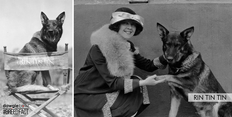 Rin Tin Tin- First Canine Actor - German Shepherd Breed Fact
