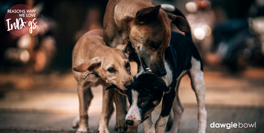 3 DawgieBowl- Reasons Why We Love Indian Desi Dogs INDog